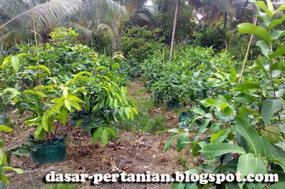  Budidaya jambu air dalam polybag menjadi pilihan terbaik jikalau anda ingin berhasil dalam m Tips Budidaya Jambu Air Dalam Polybag Agar Berhasil